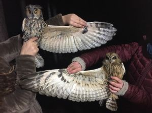 Long-eared and Short-eared Owl wing by A Sundvall Oct 19 3