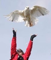 Leucistic Red-tailed Hawk by John Richardson (3)