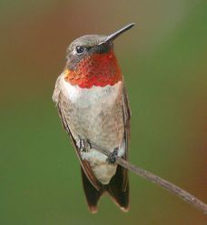 Card 69  Ruby-throated Hummingbird
