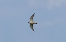 Tundra Peregrine Falcon Oct 25 by S McLaughlin