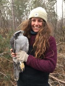 Trainee Hannah Toutonghi with Northern Goshawk