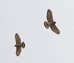 Broad-winged Hawks by F Nicoletti May 23