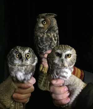 3 owls - Boreal - N Saw-whet - Long-eared by H Toutonghi
