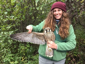 Banding Trainee Hannah with HY Peregrine Falcon Oct 2019 by F Nicoletti