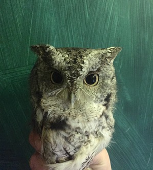 Eastern Screech Owl Oct 2019