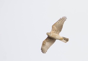 First adult Goshawk of season Oct 2019 by J Richardson