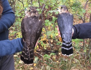 HY female Merlin and adult male Merlin Oct 2019 by F Nicoletti