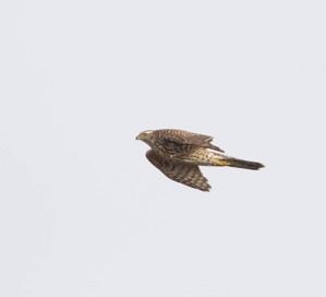 Northern Goshawk migrating by J Richardson