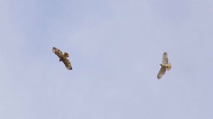 Red-tailed Hawks Oct 2019 by J Richardson