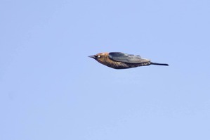 Rusty Blackbird in flight Oct 2019 by J Richardson