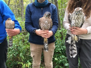 Sharp-shinned Coopers and Northern Goshawk Oct 2019 by F Nicoletti