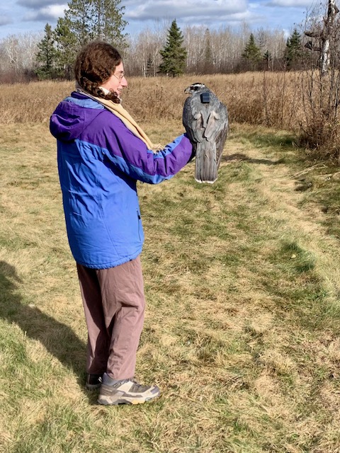 American Goshawk with transmitter by E Pavlovic