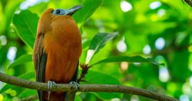 Capuchinbird courtesy Holbrook Travel Capuchinbird courtesy Holbrook Travel