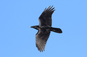 Common Raven Nov 25 by S McLaughlin Common Raven Nov 25 by S McLaughlin