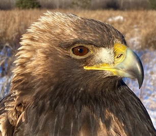 Golden Eagle Banded at Hawk Ridge Golden Eagle Banded at Hawk Ridge