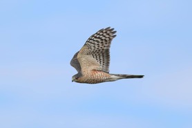 Sharp-shinned Hawk