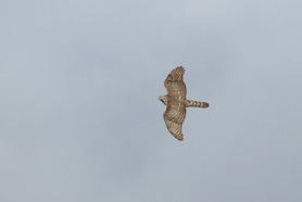 Juvenile American Goshawk Oct 25 by S McLaughlin