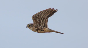 Merlin by S McLaughlin Merlin by S McLaughlin