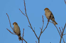Pine Grosbeaks Nov 25 by S McLaughlin Pine Grosbeaks Nov 25 by S McLaughlin