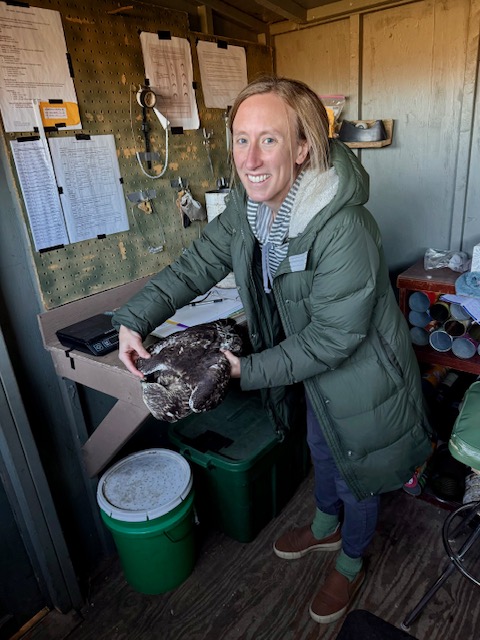 Research Director Emily Pavlovic with Red-tailed Hawk by F Nicoletti 2