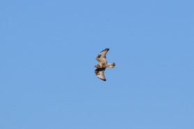 Rough-legged Hawk Nov 25 by S McLaughlin 2 Rough-legged Hawk Nov 25 by S McLaughlin 2