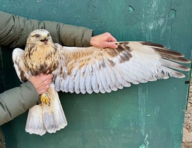 Rough-legged Hawk by F Nicoletti