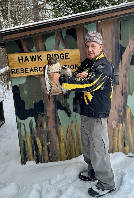 Volunteer Ralph Larsen with Red-tailed Hawk last bird of season by F Nicoletti