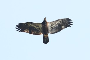 Bald Eagle Subadult by J Cosentino