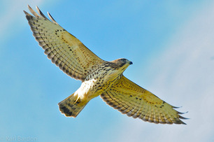 Broad-winged Hawk (K Bardon) 2