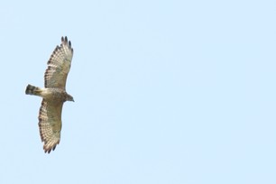 Broad-winged Hawk by J Cosentino 2