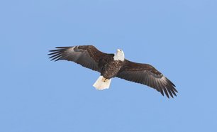 Adult Bald Eagle 3-15-22 by F Nicoletti