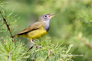 Connecticut Warbler (M Furtman)