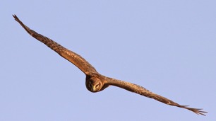 Northern Harrier (photo by Steve Kolbe)