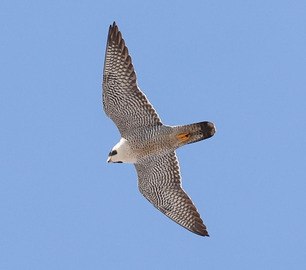 Peregrine Falcon 22 by F Nicoletti 3