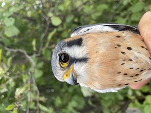 Adult male American Kestrel by K Beer 23