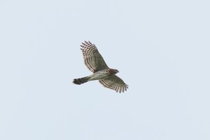 Broad-winged Hawk by S McLaughlin 24