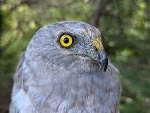 Northern Harrier Male ASY by M Durbin 24