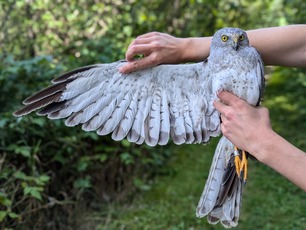 Northern Harrier by M Durbin 24