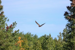 Northern Harrier by S McLaughlin 8-24