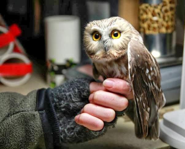 Northern Saw-whet Owl