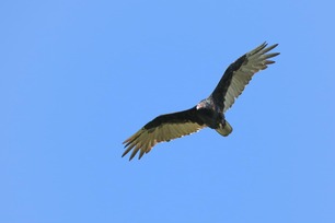 Turkey Vulture by S McLaughlin 9-24 2