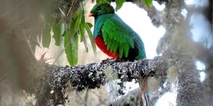 White-tipped-Quetzal-by-Luis-Eduardo-Uruena (1)