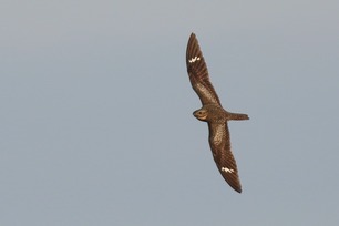 Common Nighthawk by S McLaughlin 24