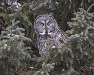 Great Gray Owl - Photo by Laura Erickson) 2