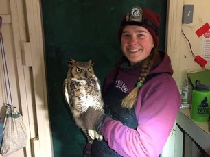 Bander Abbie with Great Horned Owl