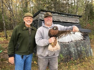 Banders Frank Taylor and Frank Nicoletti with dark morph Red-tailed Hawk