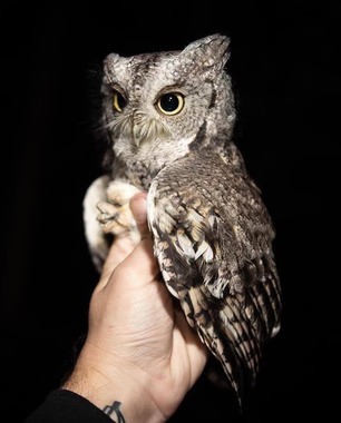 Eastern Screech Owl recaptured fourth year this year at Hawk Ridge