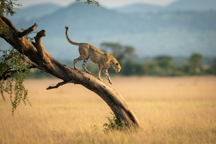 Cheetah on tree in Tanzania