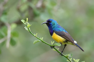 Variable Sunbird stock