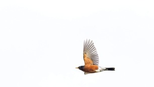 American Robin by J Richardson 2